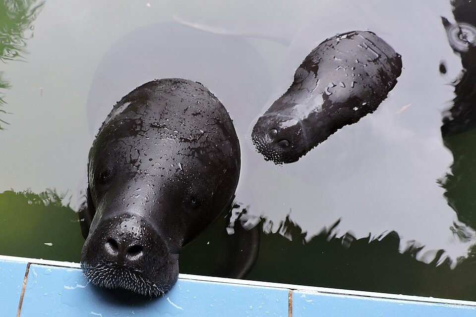 Amazonian Manatee Rescue Center: Conservation in Context