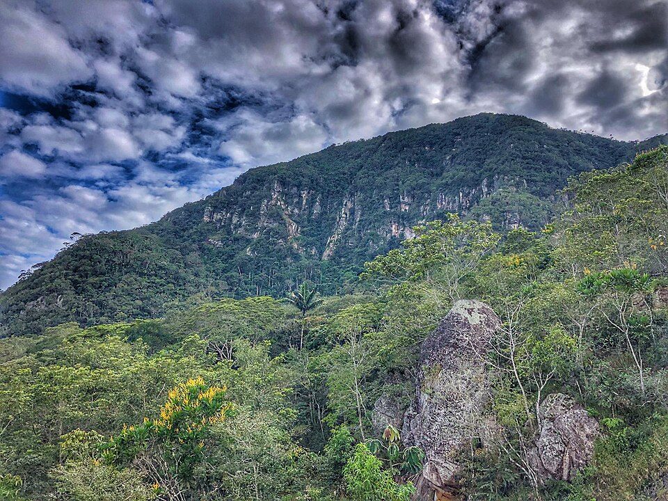 Morro de Calzada: Reading the Forest