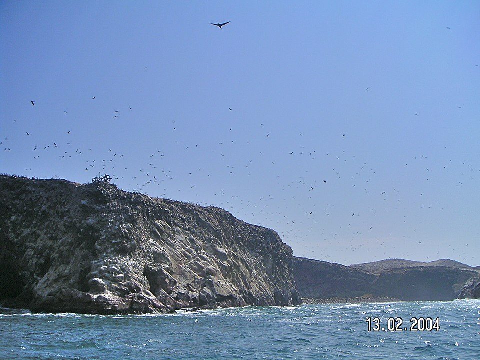 Ballestas Islands with a Marine Naturalist