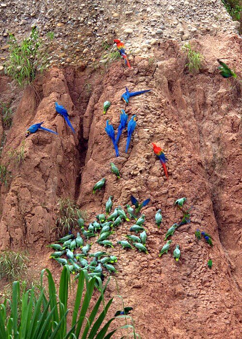 Macaw Clay Licks at Dawn