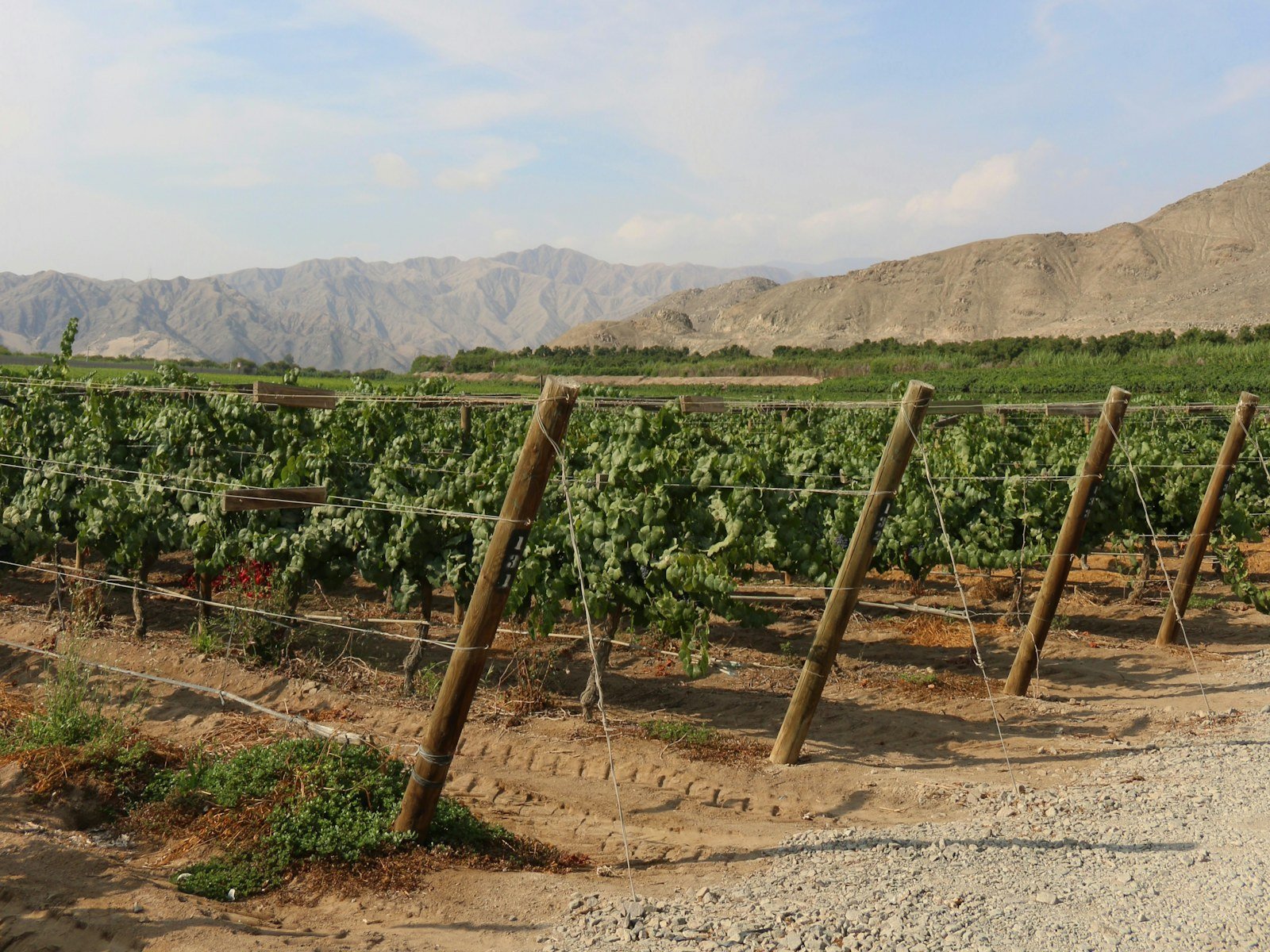 Ica’s Pisco Valleys: From Grape to Cocktail