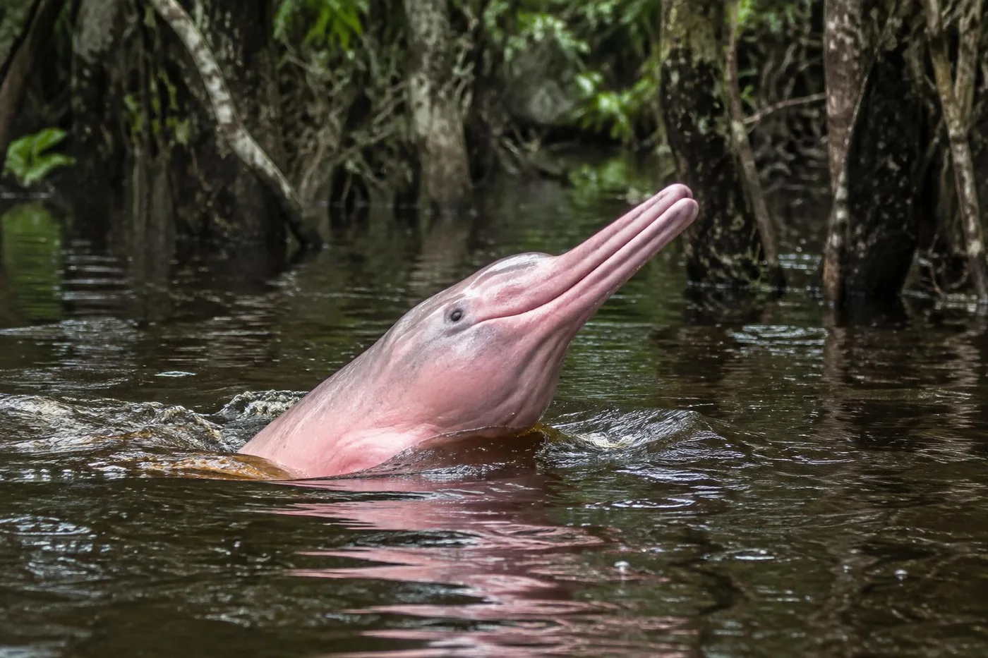 Nature & Wildlife